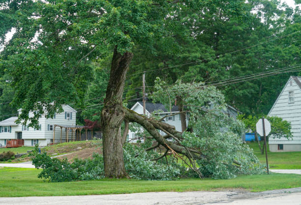 Professional Tree Care Services in Brandon, SD